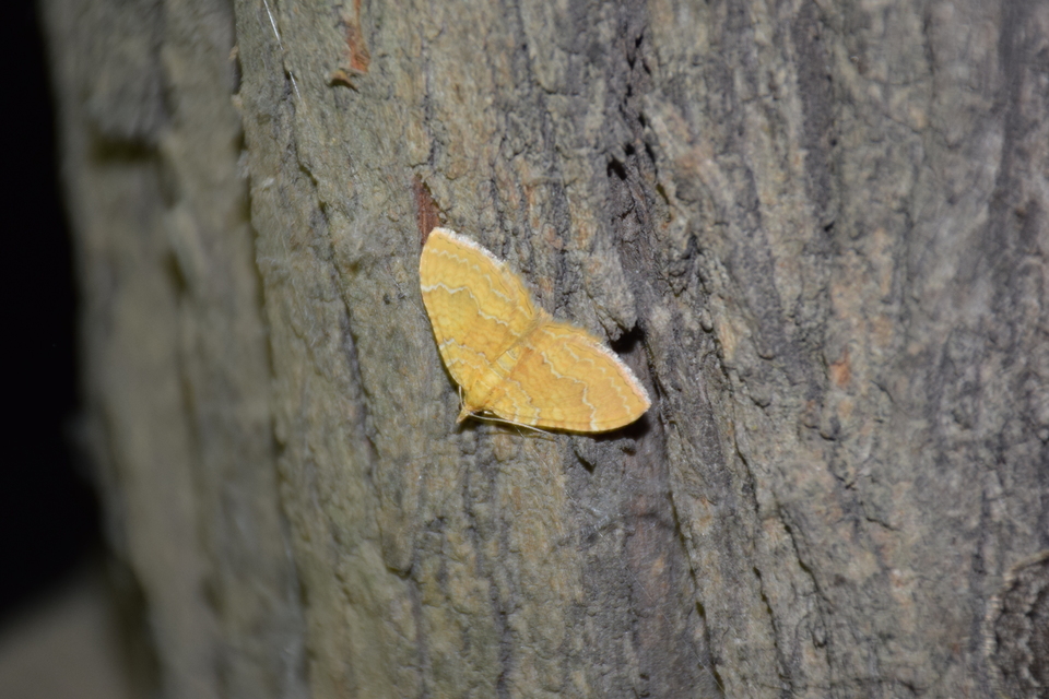 Camptogramma bilineata - kétvonalas sávosaraszoló