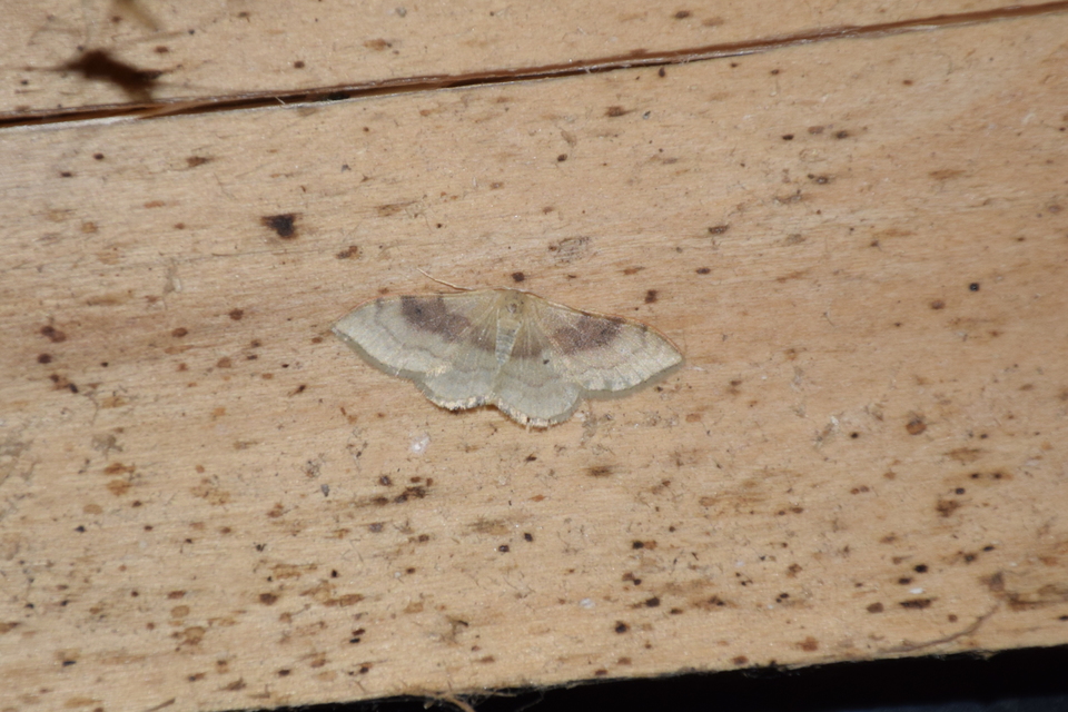 Idaea degeneraria - barnasávos araszoló