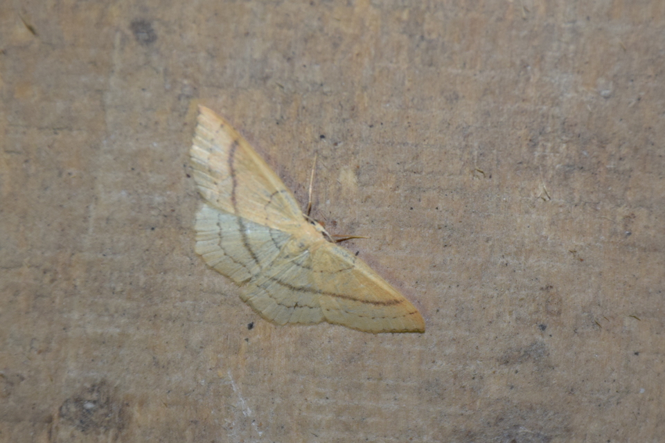 Cyclophora linearia - vonalas pettyesaraszoló