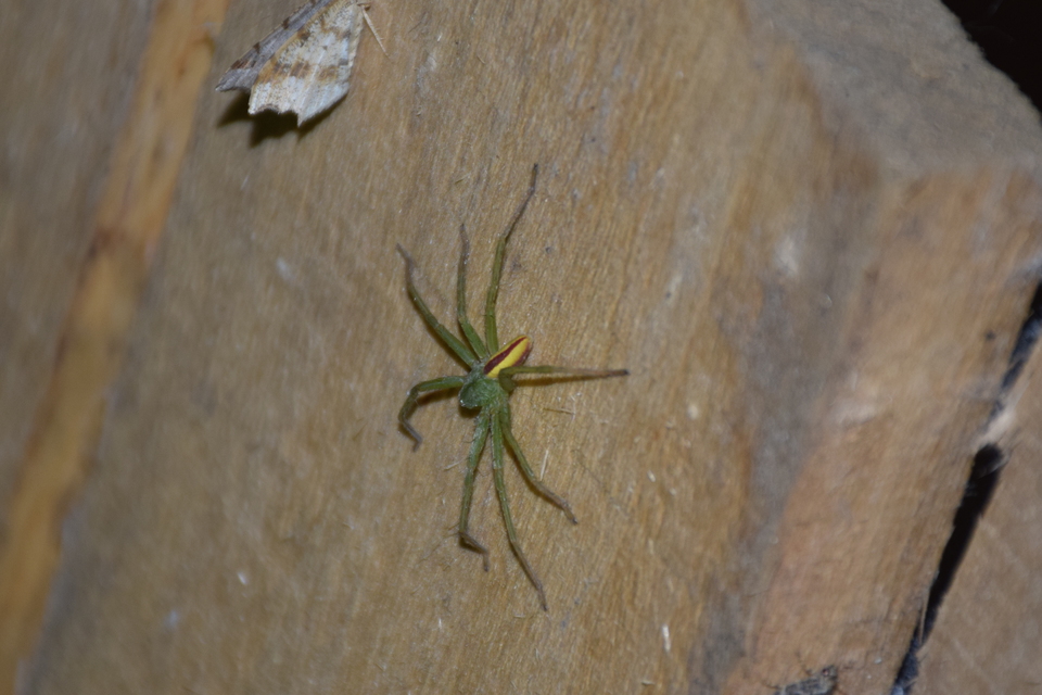 Micrommata virescens - hunyópók