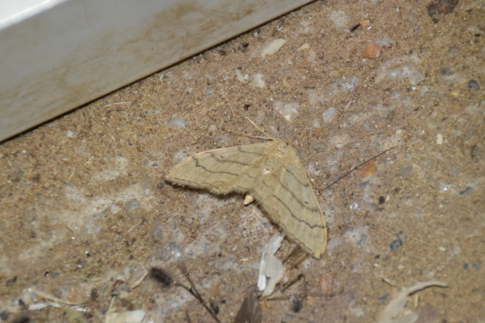 Idaea aversata - nagy sávosaraszoló