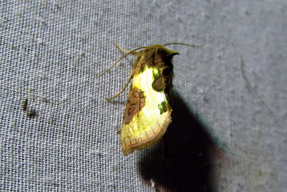 Diachrysia chrysitis/stenochrysis