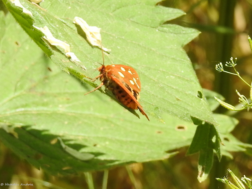 Hyphoraia aulica - barna medvelepke