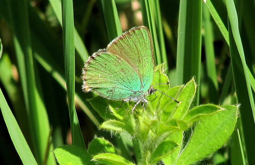 Callophrys rubi - zöldfonákú lepke