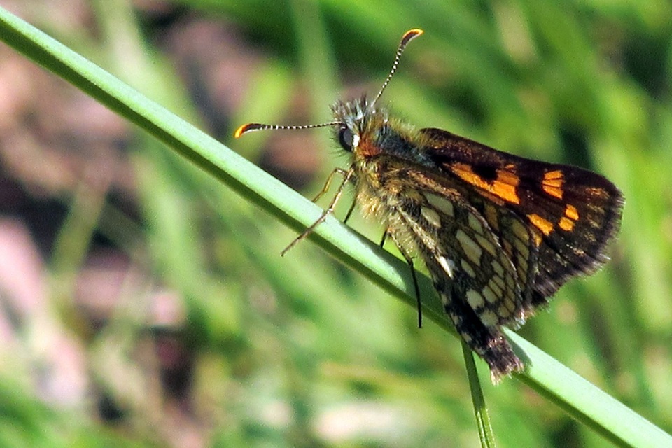 Carterocephalus palaemon - kockás busalepke
