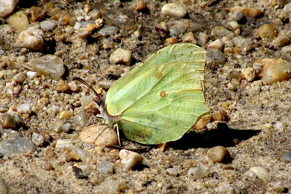 Gonepteryx rhamni - citromlepke
