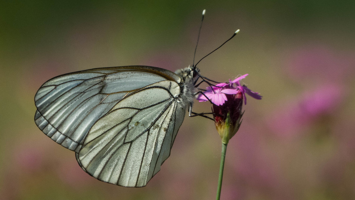 Aporia crataegi - galagonyalepke