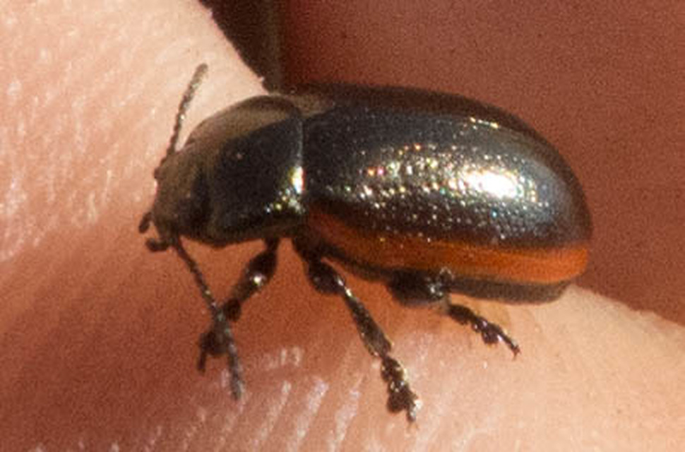 Chrysolina marginata - nyúlánk szegélyeslevelész