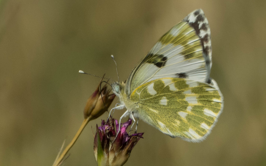 Pontia edusa - rezedalepke