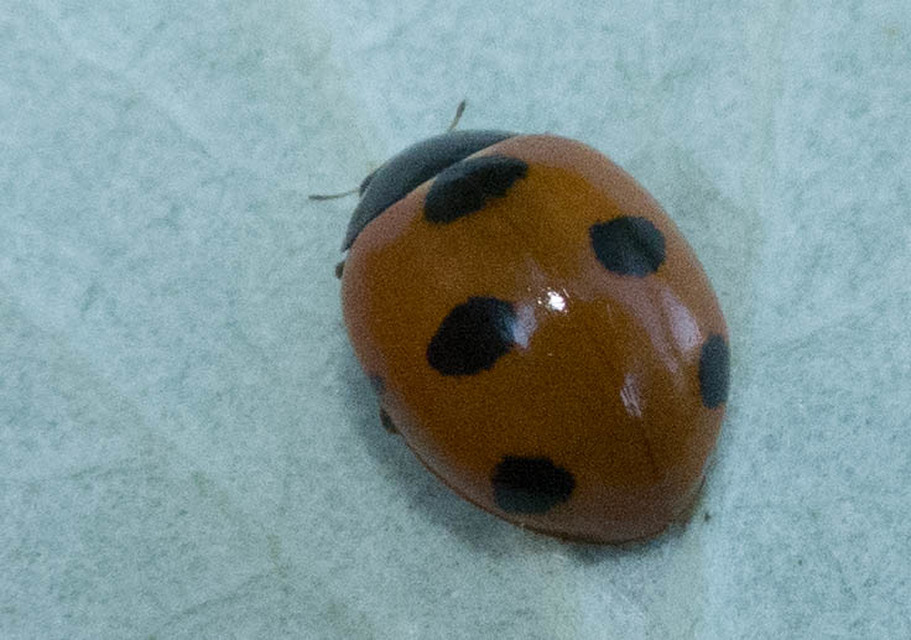 Coccinella magnifica - hangyászkatica
