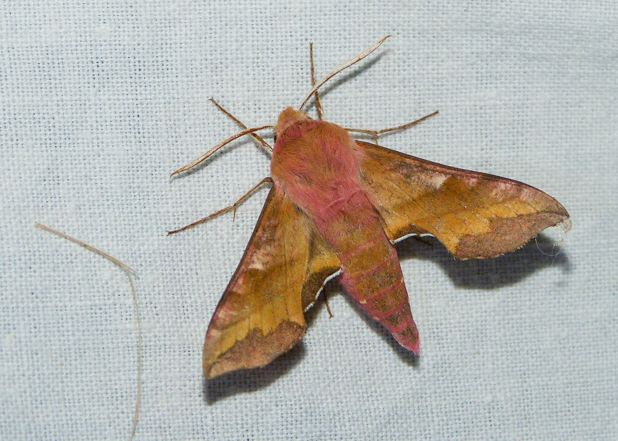 Deilephila porcellus - piros szender