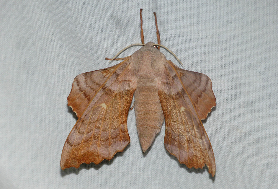 Laothoe populi - nyárfaszender