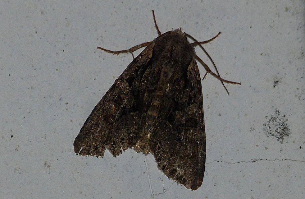 Lacanobia amurensis - homoki kertibagoly