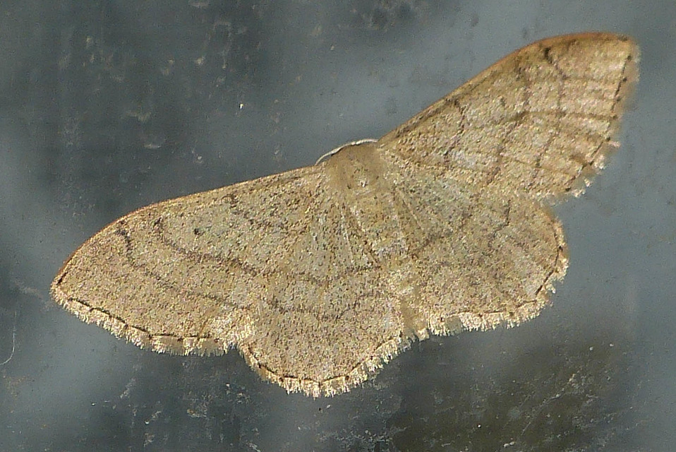 Idaea aversata - nagy sávosaraszoló