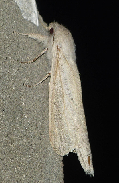 Phragmataecia castaneae - nádfúrólepke