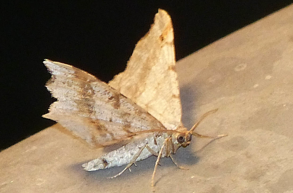 Macaria alternata - közönséges szürkearaszoló