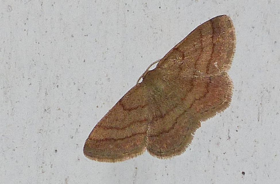 Scopula rubiginata - réti pirosaraszoló