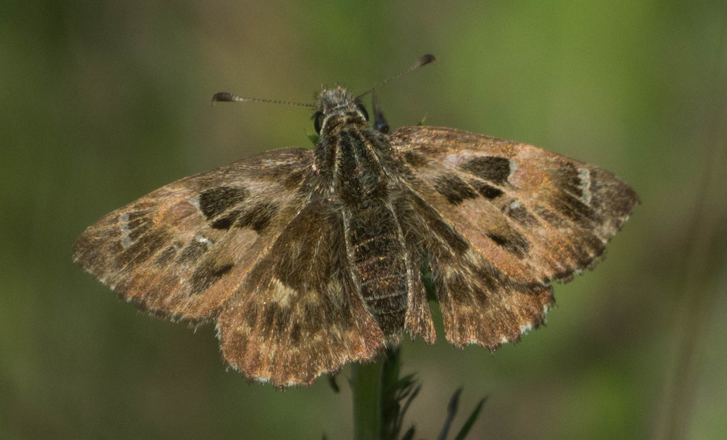 Carcharodus alceae - mályva-busalepke