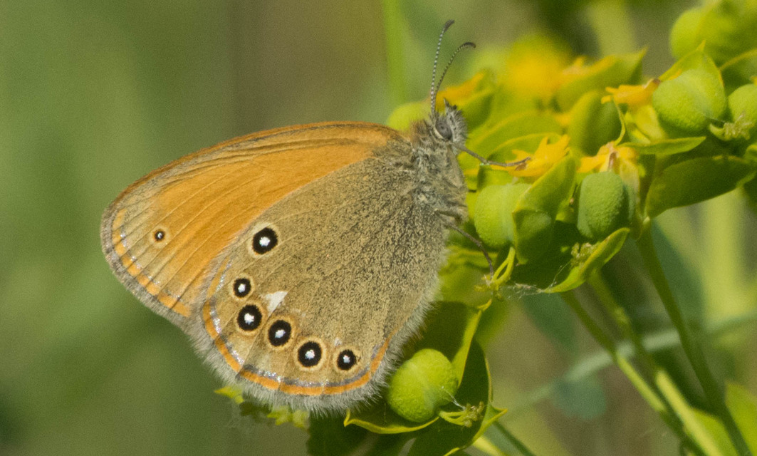 Coenonympha glycerion - közönséges szénalepke
