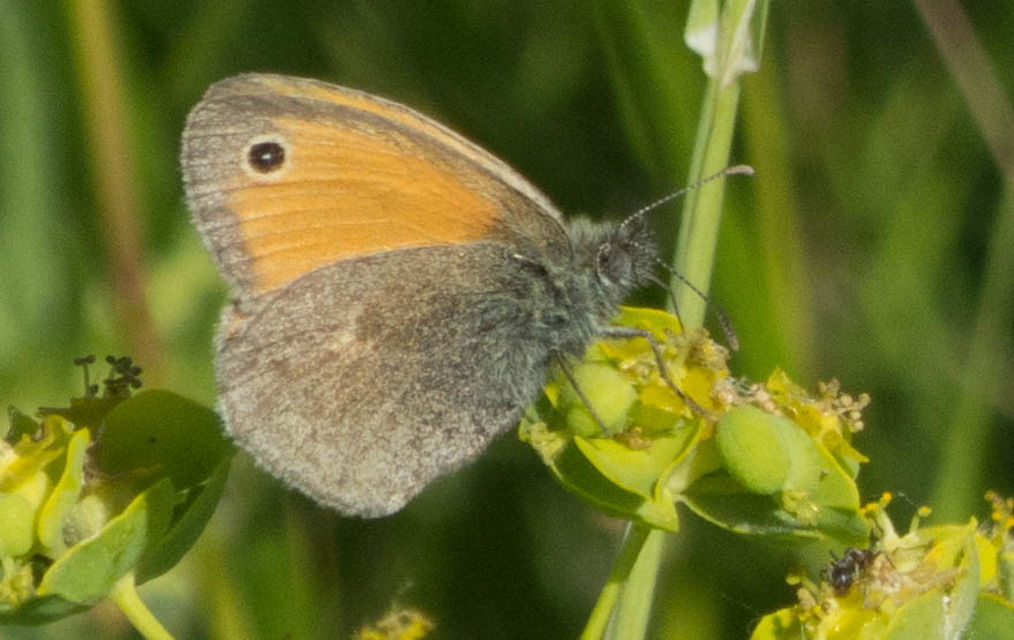 Coenonympha pamphilus - kis szénalepke