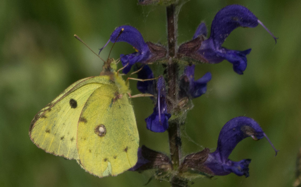 Colias hyale - kéneslepke