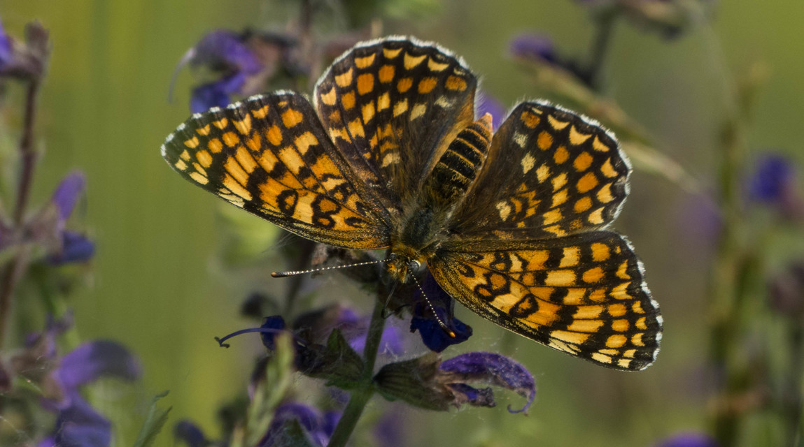 Melitaea phoebe - nagy tarkalepke