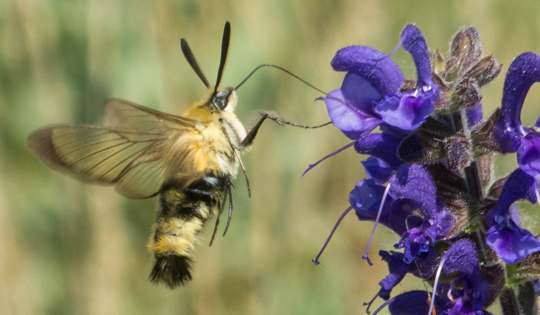Hemaris tityus - pöszörszender
