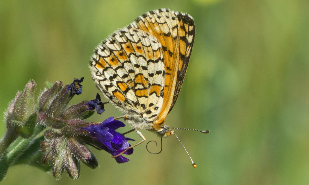 Melitaea cinxia - réti tarkalepke