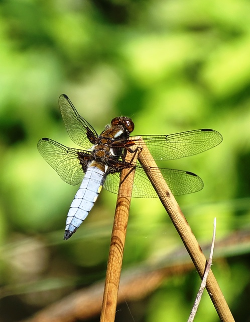 Libellula depressa - széles laposacsa