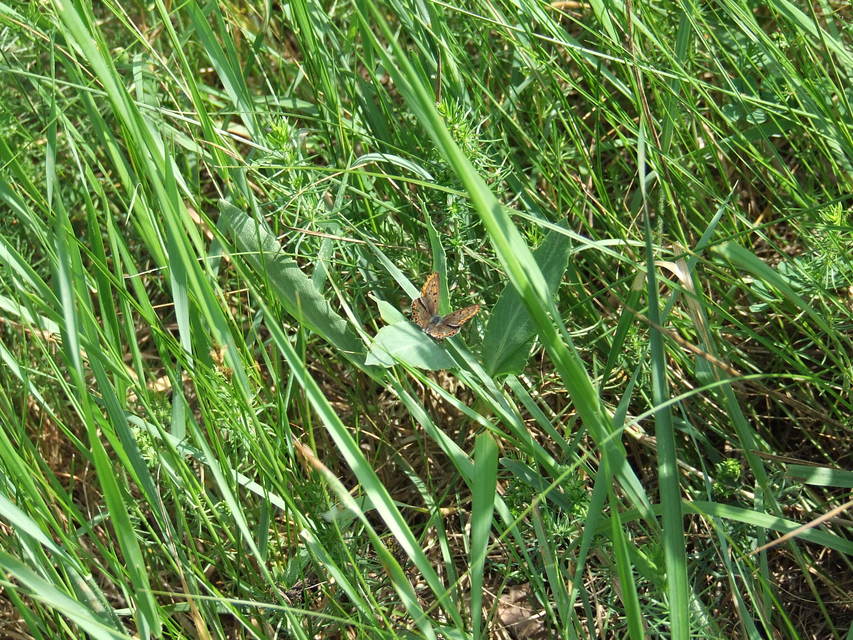Lycaena tityrus - barna tűzlepke
