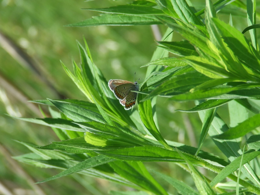 Plebejus argyrognomon - tintakék boglárka