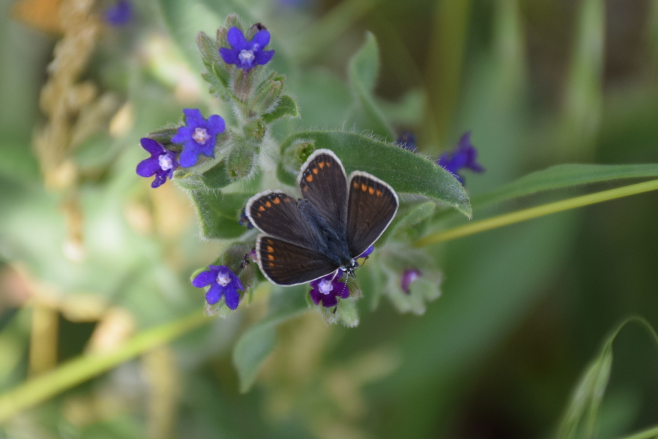 Polyommatus icarus - közönséges boglárka