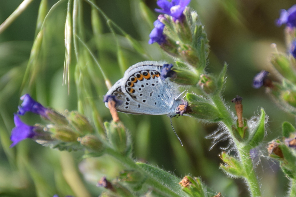 Plebejus argus - ezüstös boglárka