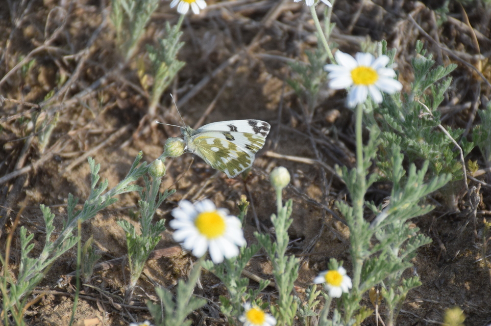 Pontia edusa - rezedalepke