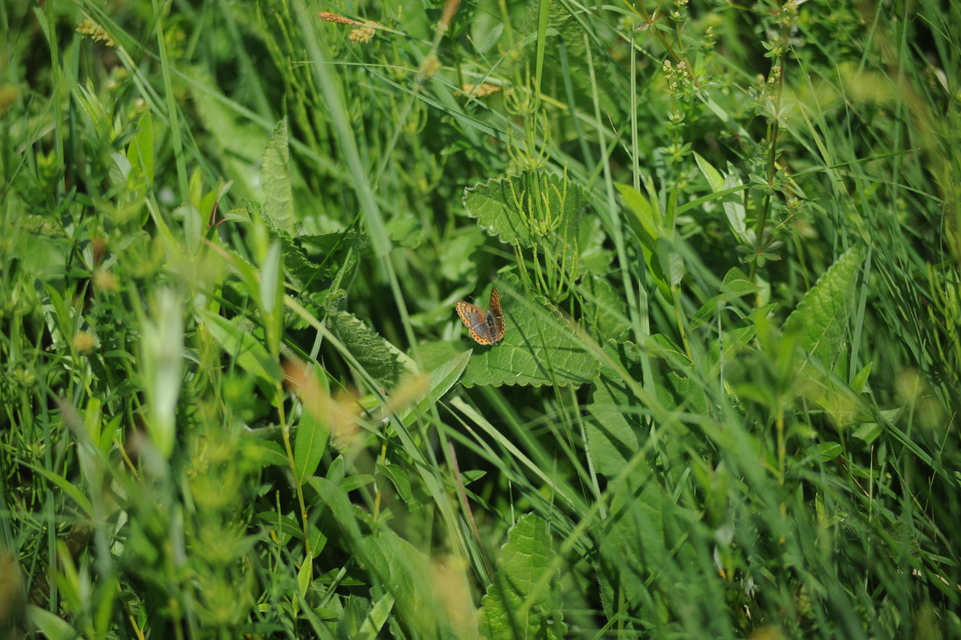 Lycaena tityrus - barna tűzlepke