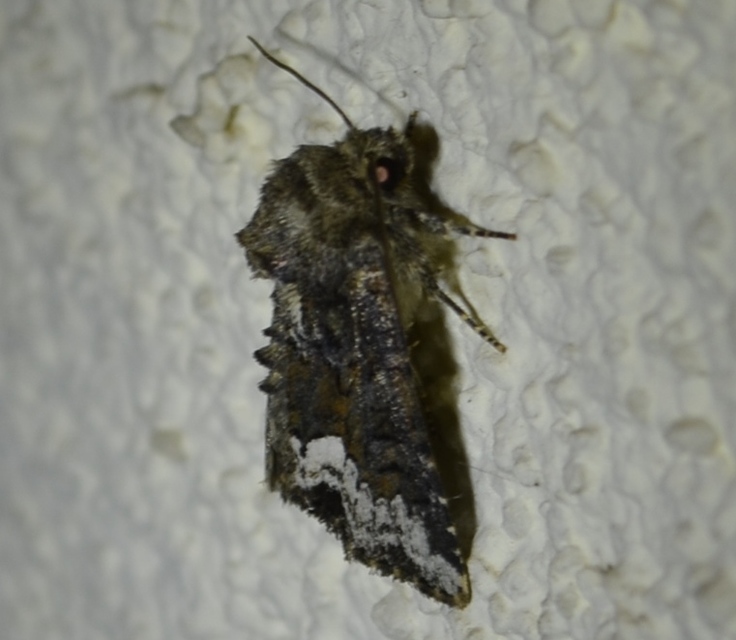 Oligia strigilis - kormos dudvabagoly