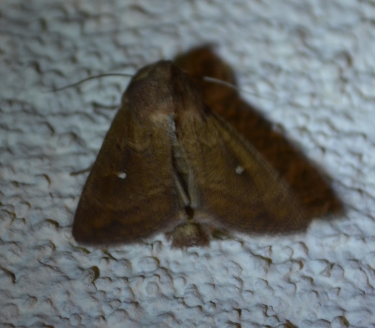 Mythimna albipuncta - fehérpettyes rétibagoly