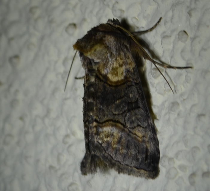 Abrostola asclepiadis - barnaövű csalánbagoly