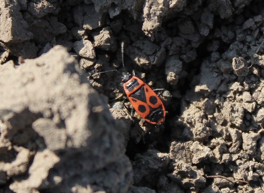 Pyrrhocoris apterus - verőköltő poloska