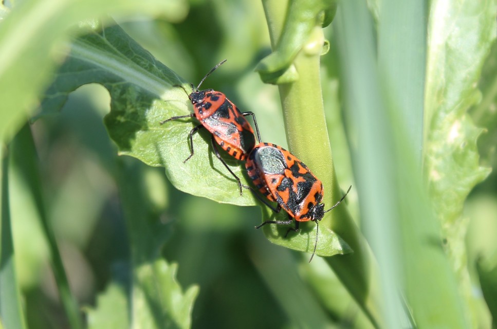 Eurydema ventralis - káposztapoloska Eurydema ventralis - káposztapoloska