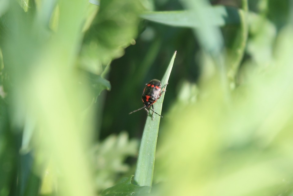 Eurydema oleracea - paréjpoloska Eurydema oleracea - paréjpoloska