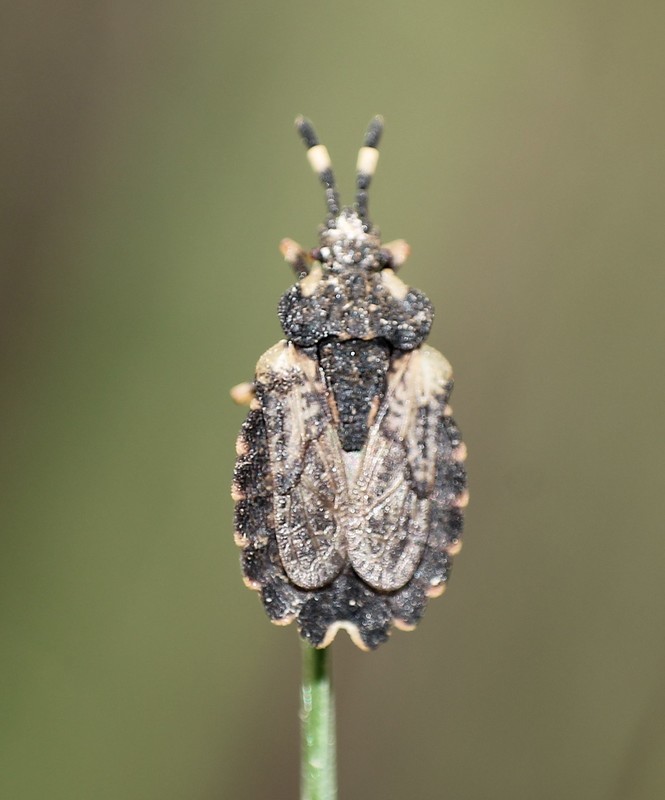Aradus versicolor - tarka kéregpoloska