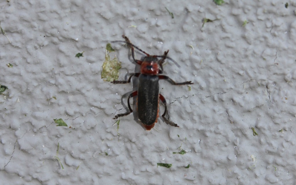 Cantharis rustica - suszterbogár