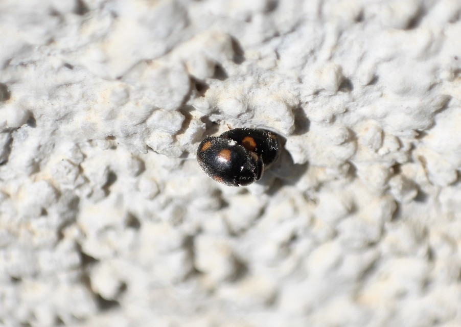 Platynaspis luteorubra - négypettyes szerecsenkata
