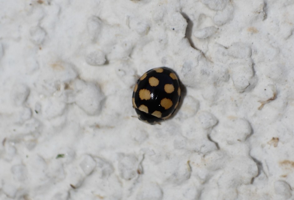 Coccinula quatuordecimpustulata - feketesárga katóka