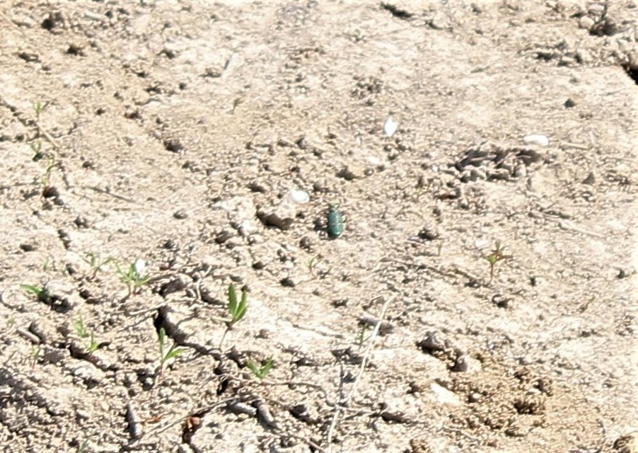 Cicindela campestris - mezei homokfutrinka