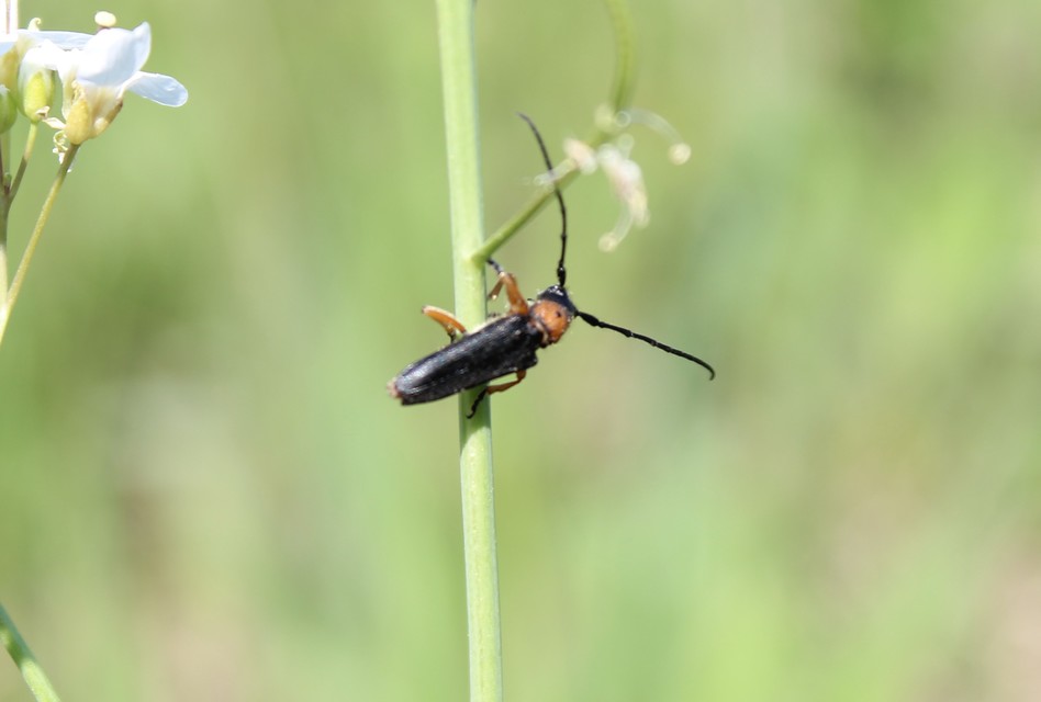 Phytoecia affinis - feketefejű cincér