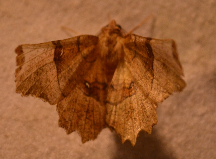 Selenia lunularia - egyfoltos holdasaraszoló