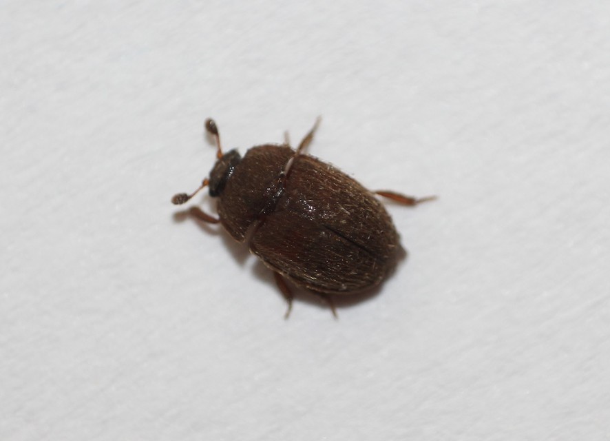 Pocadius ferrugineus - közönséges pöfetegfénybogár