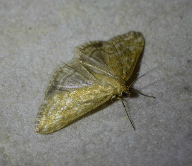 Evergestis frumentalis - tavaszi dudvamoly